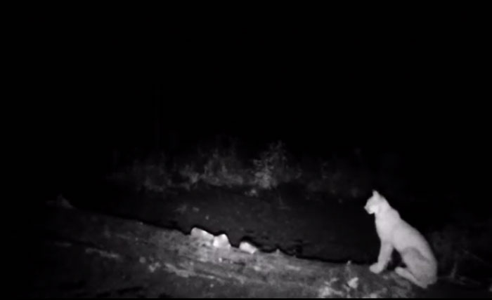 Лось, заяц и рысь: в нацпарке Башкирии удалось заснять животных | видео