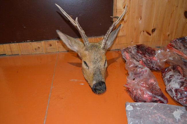 В Салаватском районе браконьер застрелил косулю, чтобы сделать из рогов вешалку