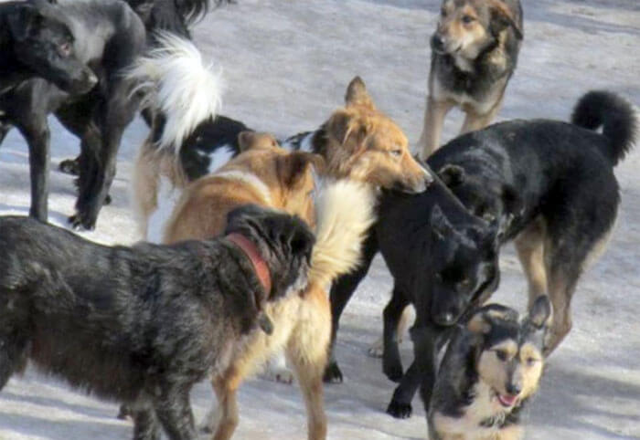 Жители Белорецка пожаловались в приемную Хабирова на стаи собак в городе
