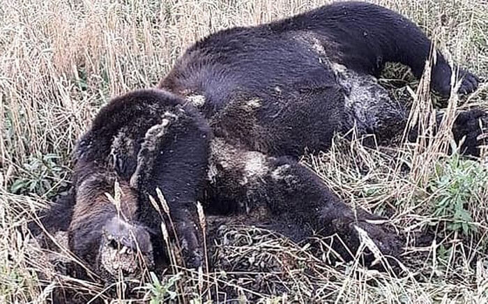 В Балтачевском районе в поле обнаружили останки огромного медведя