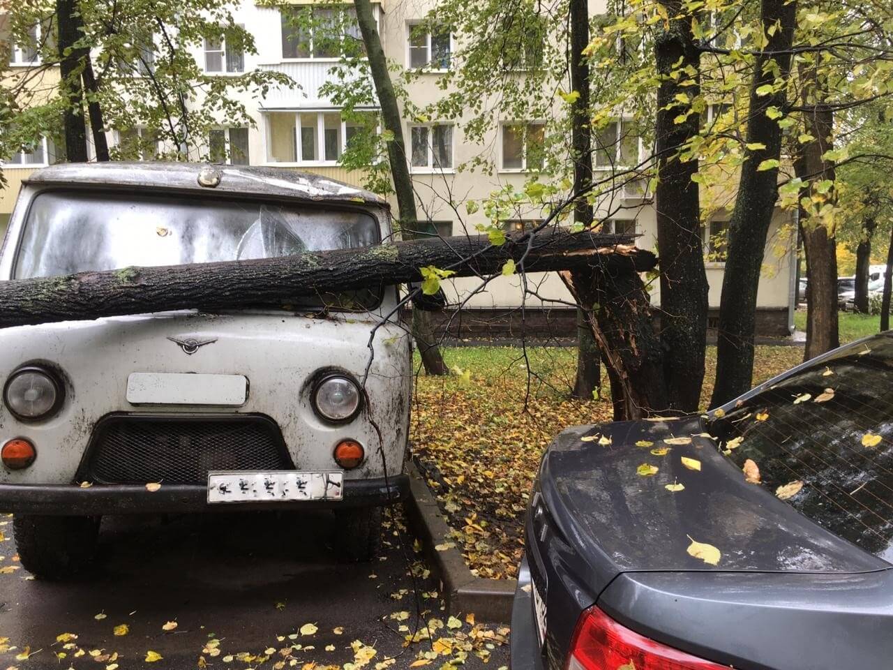 В Уфе сильный ветер повалил деревья на автомобили