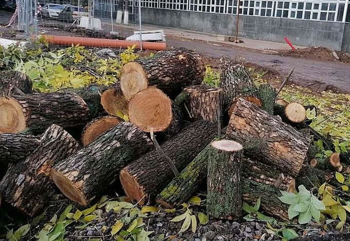 В Уфе на Советской площади вечером спилили 20 деревьев