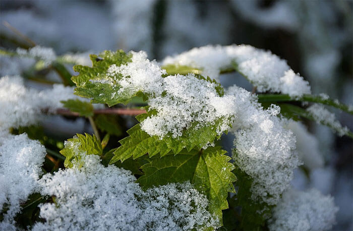 Климатологи рассказали, когда в Башкирии выпадет первый снег