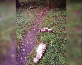 В одном из парков Ишимбая обнаружили разбросанные коровьи головы
