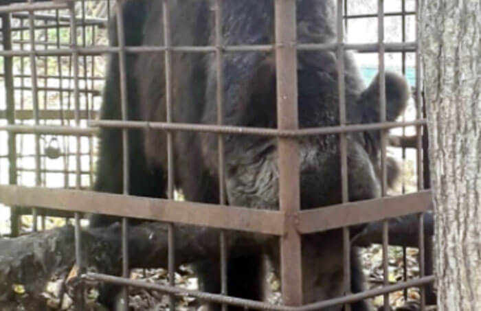 В Ишимбайском районе грибники обнаружили в клетке истощенного медведя