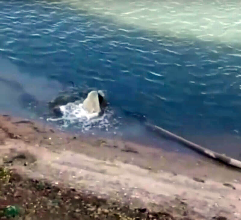В Уфе сняли на видео сброс сточных вод в реку Белую