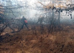 В Баймакском районе на площади 1,5 гектара загорелась лесопосадка | видео