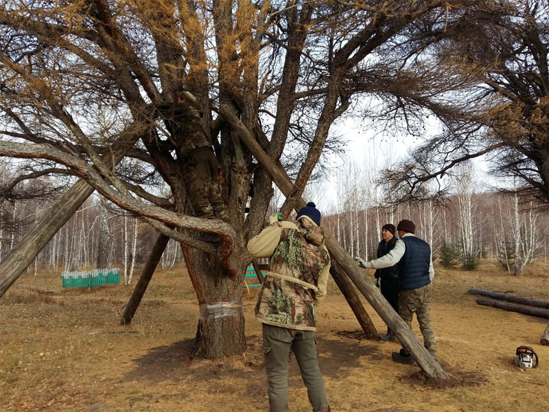 В Абзелиловском районе на восстановление кужановских лиственниц будут выделены средства