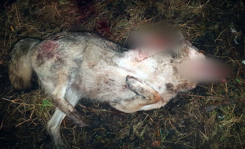 В Белорецком районе полицейский застрелил волка, напавшего на местных жителей | видео