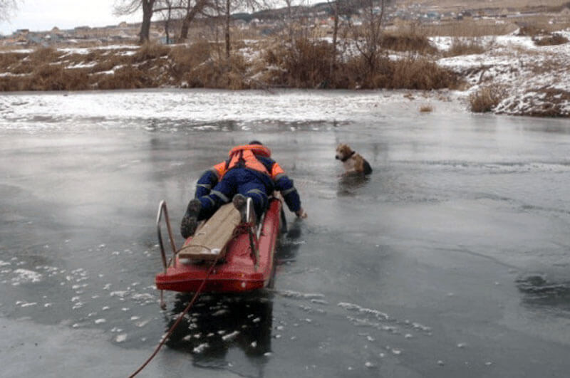 В Туймазинском районе спасли собаку, провалившуюся под лед