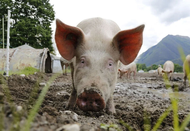 Недалеко от Башкирии зафиксировали очаги африканской чумы свиней