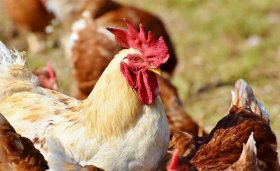 Бакалинский район попал в пятикилометровую зону по угрозе распространения птичьего гриппа