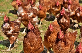 "Никогда еще опасность заражения не была такой явной": жителей Башкирии предупреждают об угрозе птичьего гриппа