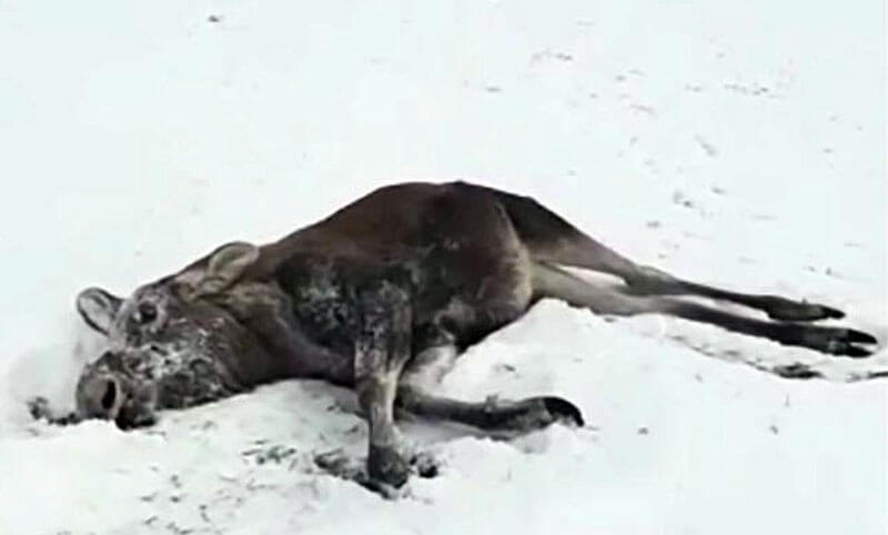 В Давлекановском районе браконьеры загнали лося и застрелили | видео