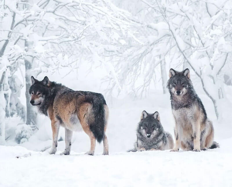 В Бурзянском районе стая волков держит в страхе целую деревню