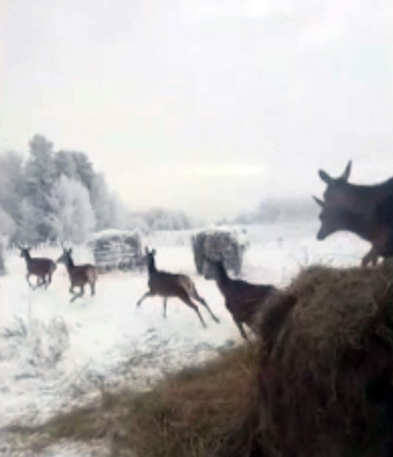 В Бирском районе начали разводить оленей
