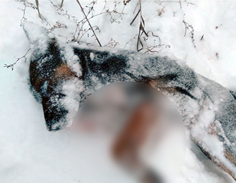 В Давлекановском районе зверски убили несколько собак