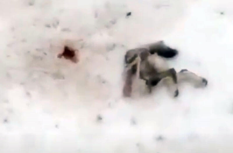В Баймакском районе волк загрыз сторожевую собаку | видео