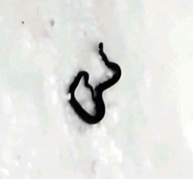 Жители Салавата обнаружили в собственной квартире ядовитую змею