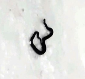 Жители Салавата обнаружили в собственной квартире ядовитую змею