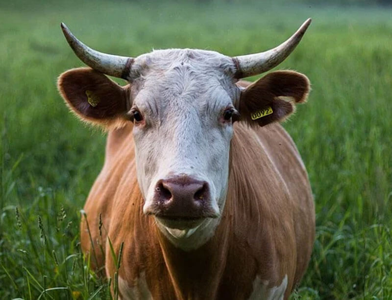 Массовая гибель КРС: в Тумазинском районе из-за жажды погибли 67 коров