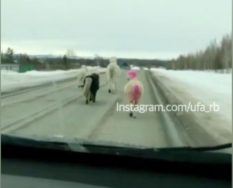 В Альшеевском районе сбежавшие пони устроили скачки на трассе | видео