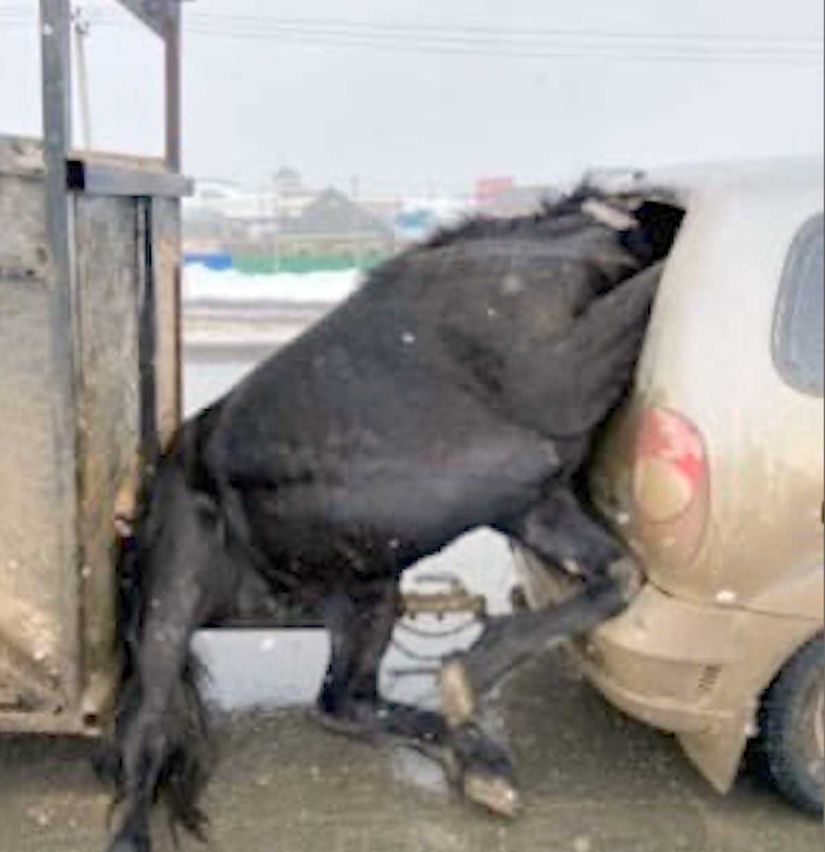 В Баймакском районе лошадь выпрыгнула на дорогу и пробила стекло автомобиля