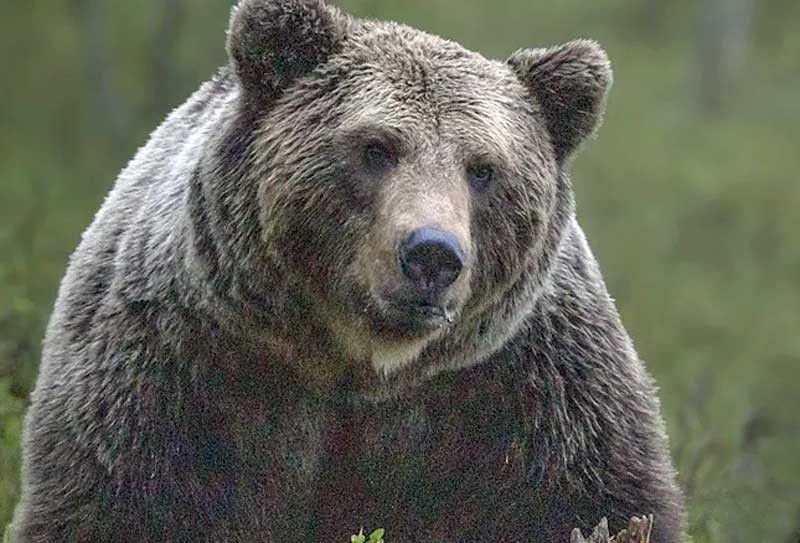 В Караидельском районе медведь напал на работников транспортной организации