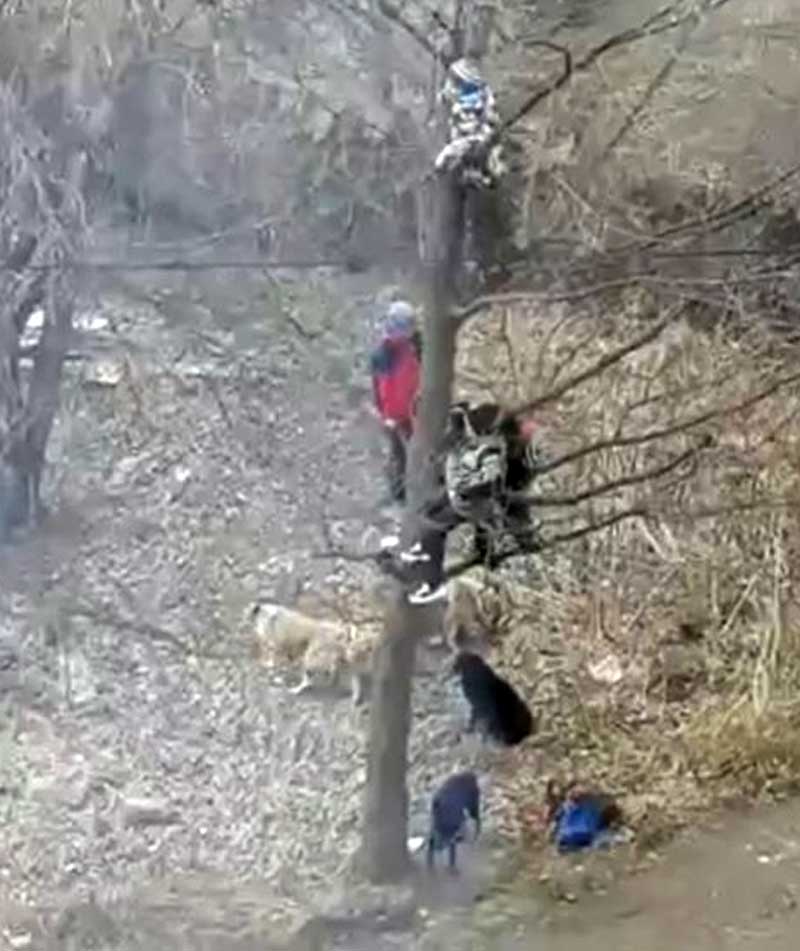В Бирске стая собак загнала детей на дерево