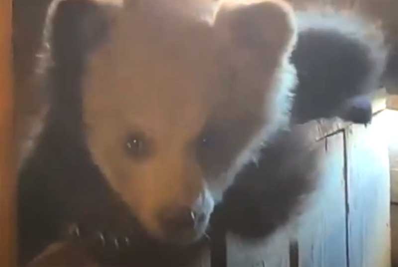 В Зилаирском районе медвежонок разгуливал по селу, бегая от собак | видео
