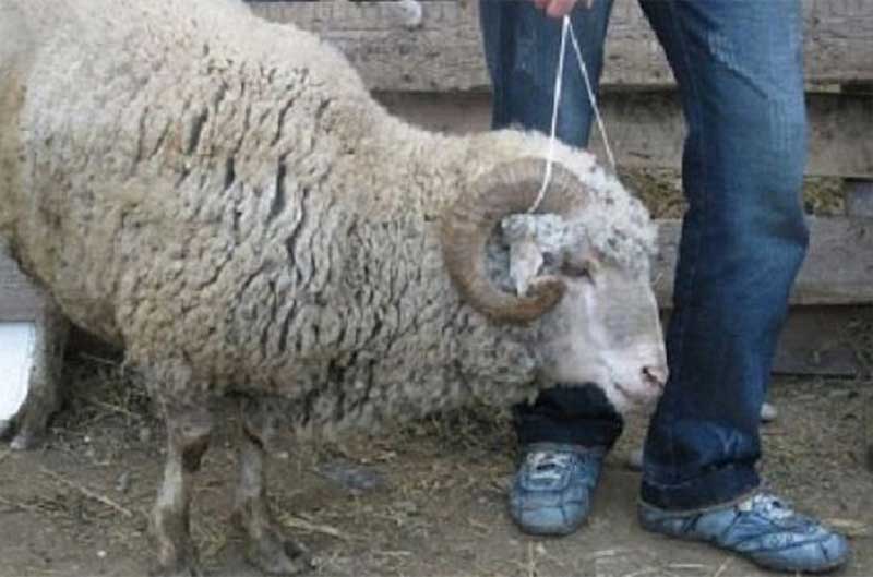 В Дуванском районе мужчины похитили барана и сделали из него шашлык
