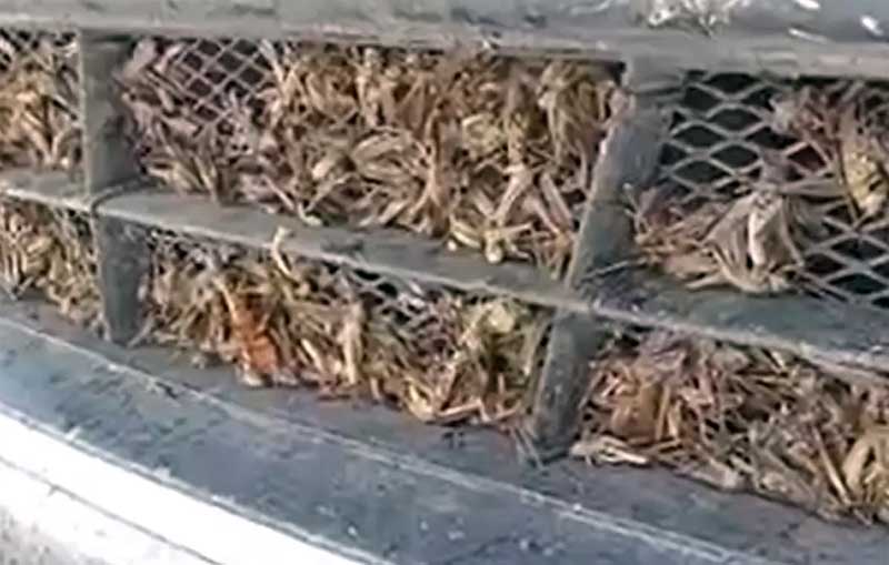 Жители одного из районов Башкирии сообщили о нашествии саранчи