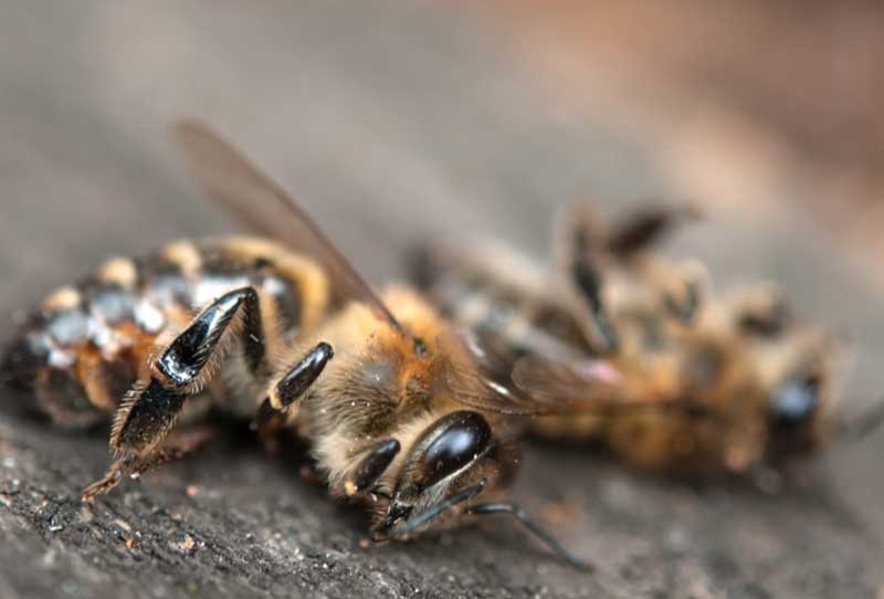 В Башкирии сняли с продажи опасные для пчел и животных препараты