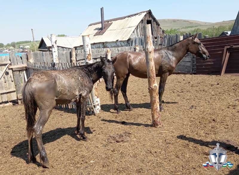 Житель Баймакского района набил инициалы своей жены на похищенных лошадях