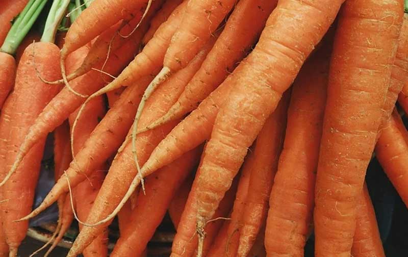 В Башкирии за неделю больше всего вновь подорожала морковь