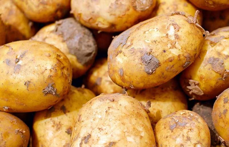 Власти Башкирии помогут садоводам вырастить картофель и овощи