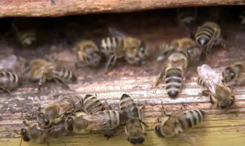 Пчеловоды Кугарчинского района Башкирии остались без меда