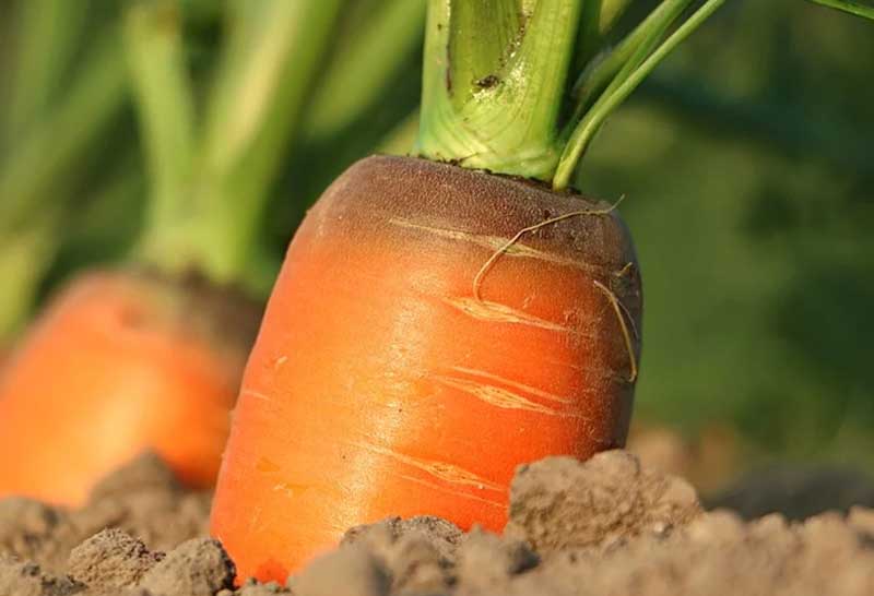 В Башкирии морковь за полгода выросла в цене на 321%