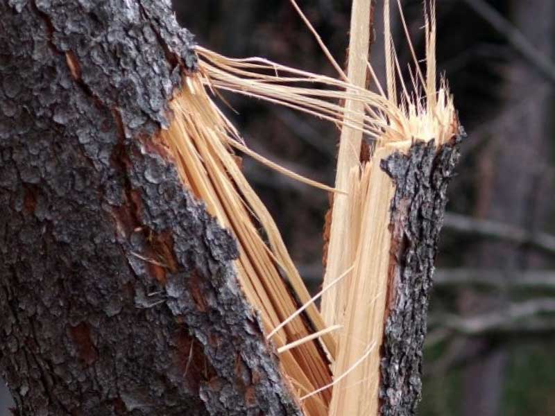 В Салаватском районе Башкирии из-за упавшего дерева погибла женщина