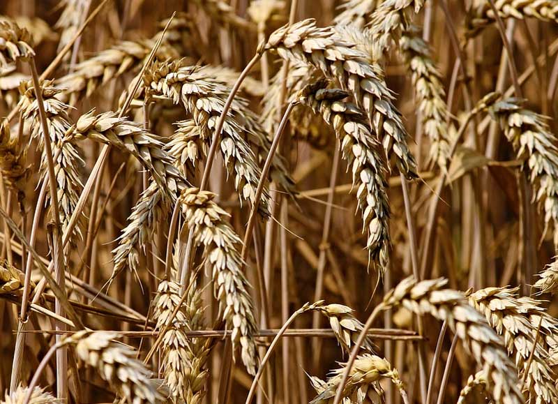 В Башкирии ущерб сельскому хозяйству из-за засухи оценили в 3,4 млрд рублей