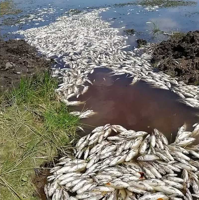 Жители Сибая обнаружили на реке Худолаз массовую гибель рыбы