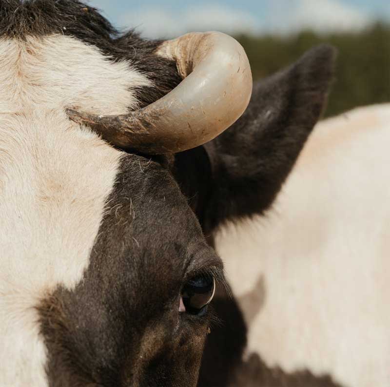 В Салаватском районе Башкирии корова подняла ребенка на рога