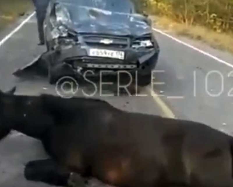 В Салаватском районе Башкирии водитель сбил табун лошадей