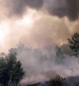 В Баймакском районе Башкирии недалеко от деревни загорелся хвойный лес