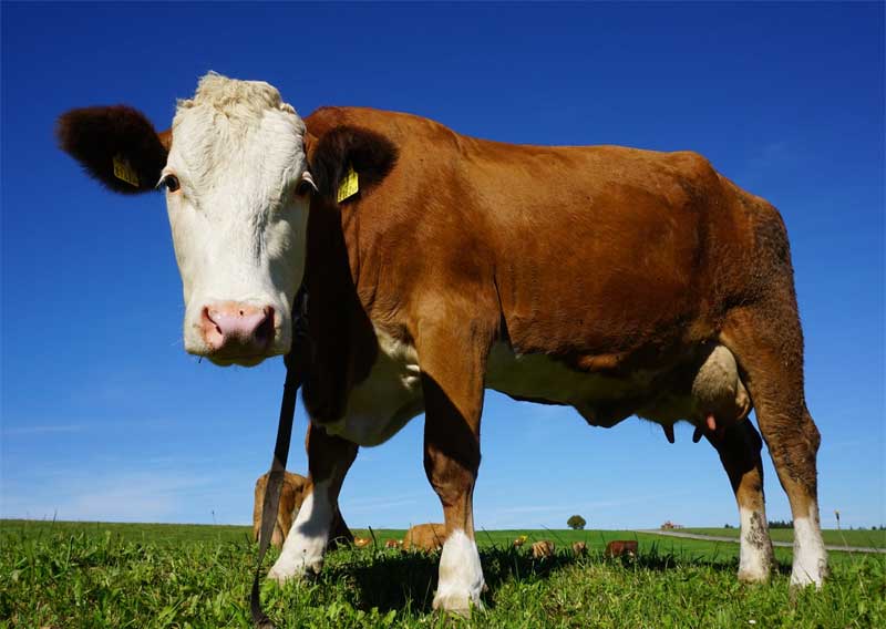 В Башкортостане у тысячи коров обнаружили опасное заболевание