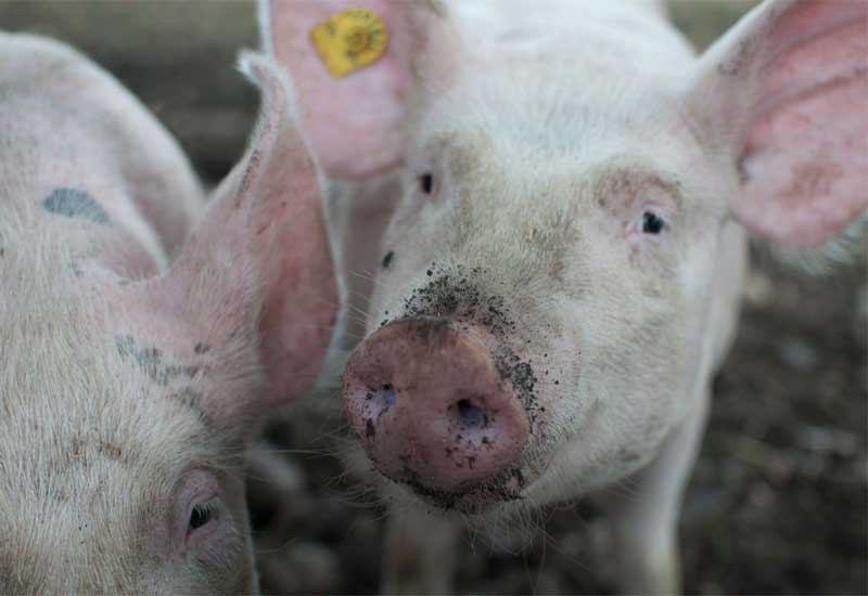 К границам Башкирии подступает вирус африканской чумы свиней