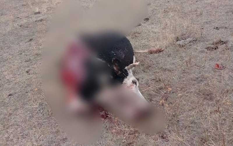 В Башкирии неизвестные расстреляли и расчленили домашний скот