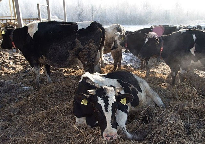 Хозяйство в Башкирии содержало коров в скотских условиях