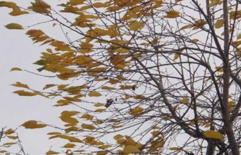 МЧС по Башкирии сообщило о сильных порывах ветра и снеге с дождем