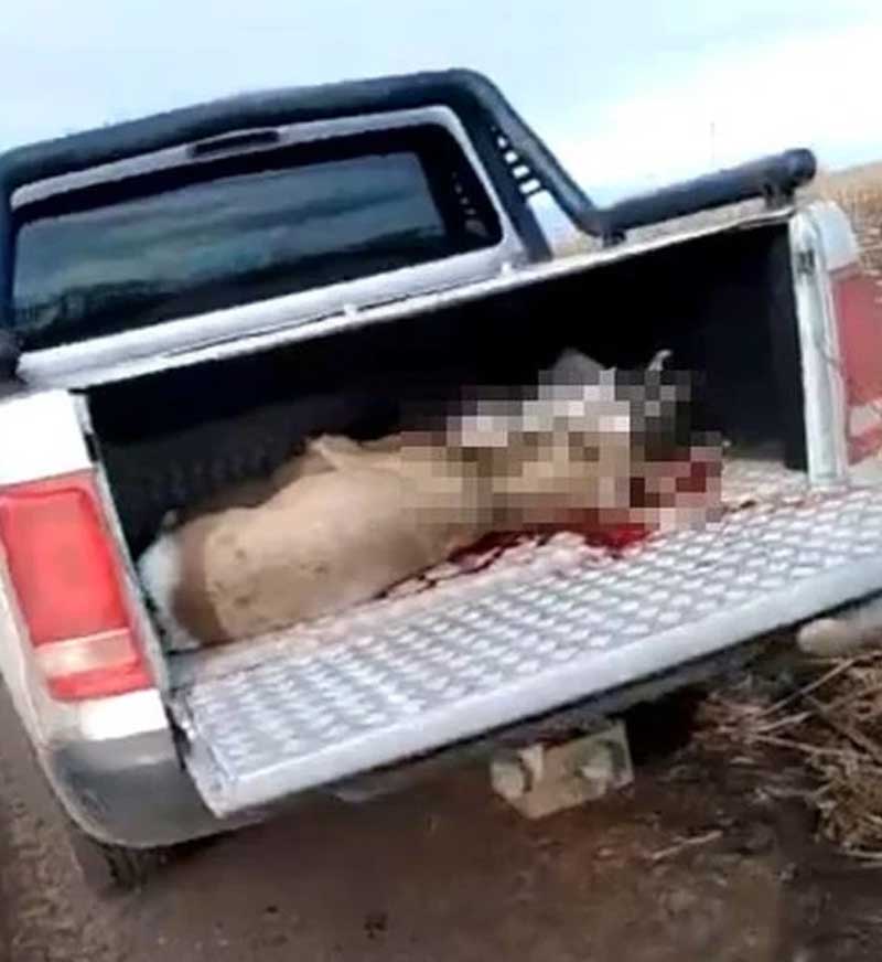 В Башкирии инспекторы задержали браконьеров, застреливших двух косуль
